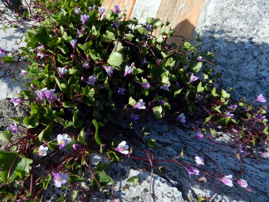Cymbalaria muralis